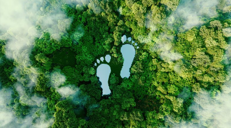 Image showing two footprints in rainforest to support reducing carbon footprint for manufacturers article