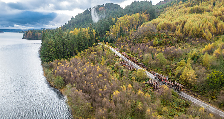 logging truck going through a forrest