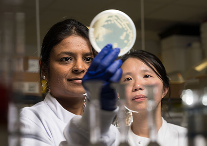 Two scientists inspecting petri dish