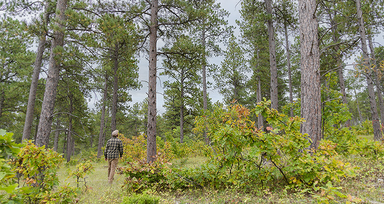 Man walking through a pine forest