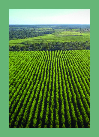 a tree plantation