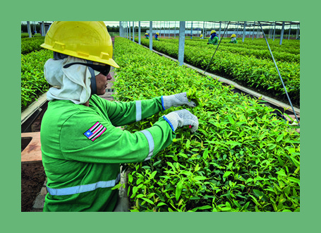  worker tending to a large-scale agricultural nursery.
