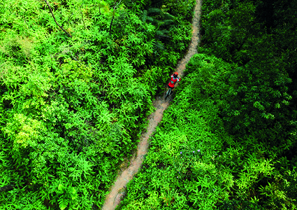 a person biking or walking along a narrow trail through a dense woodland